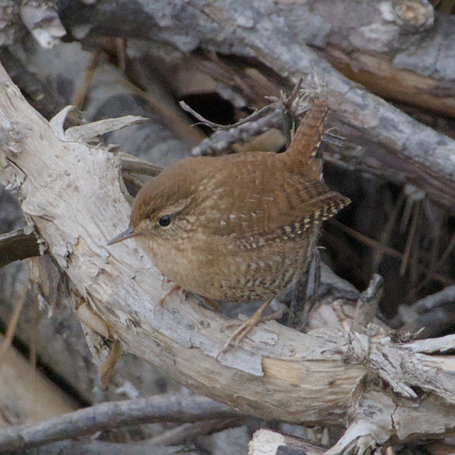 Winter Wren (Troglodytes hiemalis), photo 2