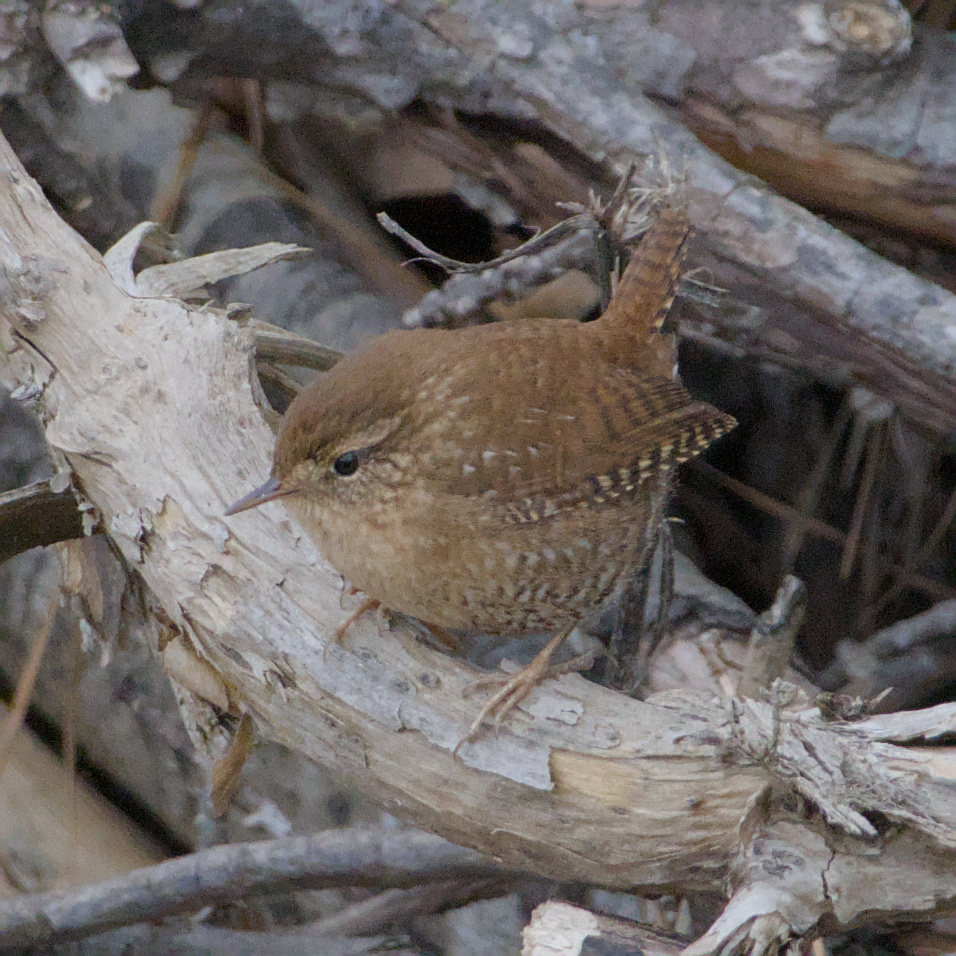 Winter Wren (Troglodytes hiemalis), photo 2