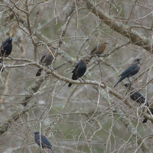 Rusty Blackbird (Euphagus carolinus), photo 1