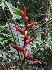 Heliconia spathocircinata