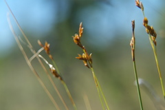 Carex williamsii