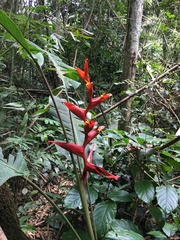 Heliconia spathocircinata