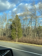 Juniperus virginiana virginiana