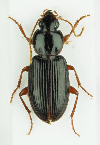 Synuque des bois
