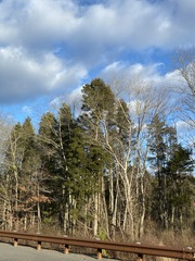 Juniperus virginiana virginiana