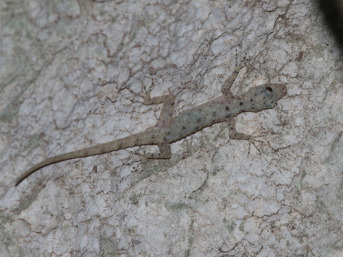 Striped Throated Rock Gecko