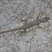 Cnemaspis lineogularis - Photo (c) ian_dugdale, algunos derechos reservados (CC BY)