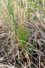 Carex williamsii