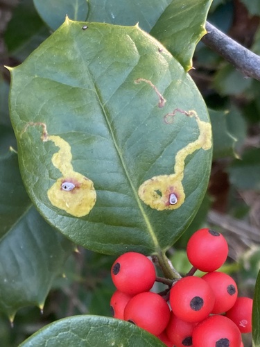 Unknown species found near Jones Mill Rd, Chevy Chase, MD, US