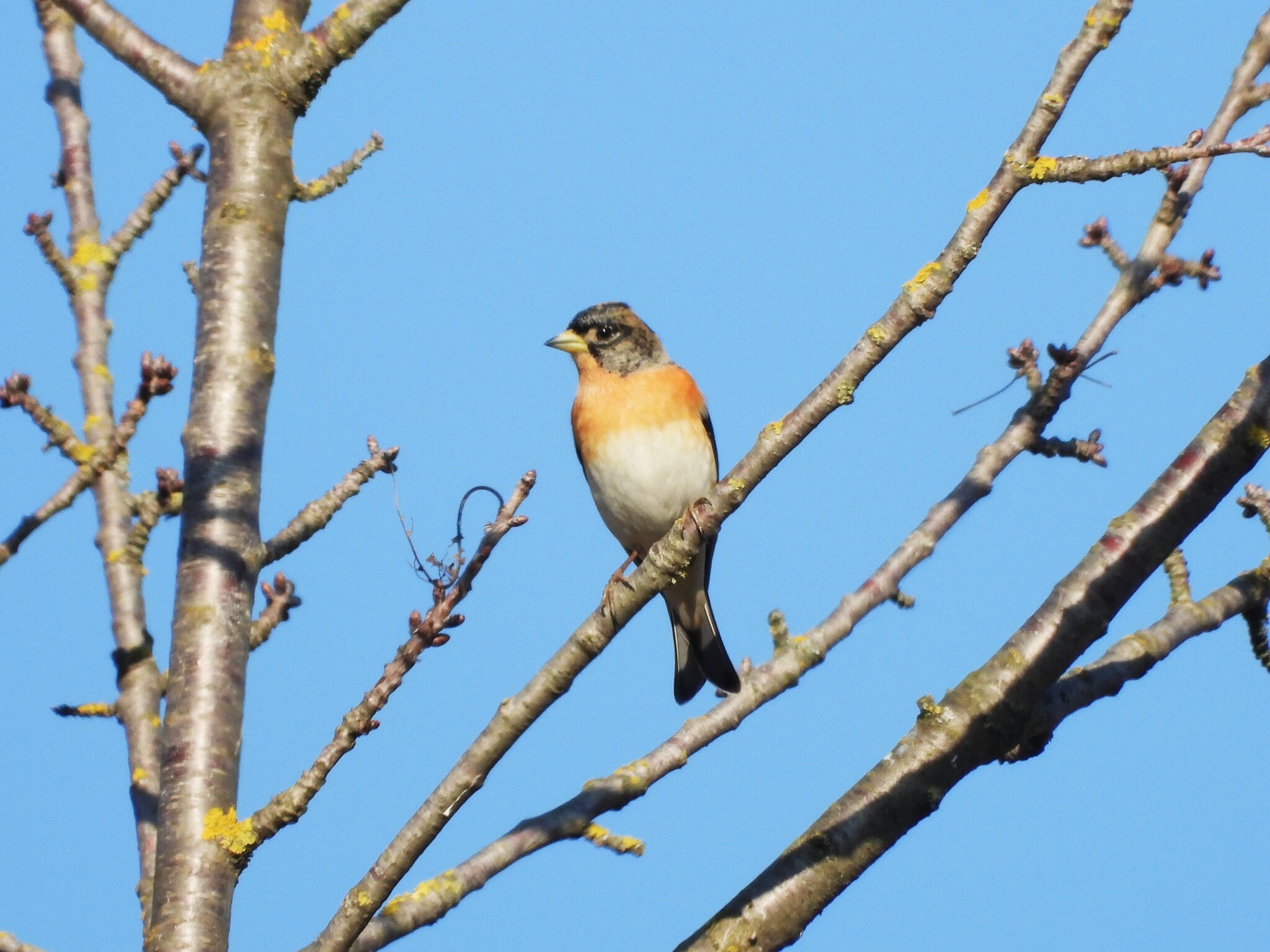 Brambling (Fringilla montifringilla), photo 1