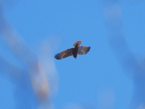 Western Marsh Harrier (Circus aeruginosus), photo 4