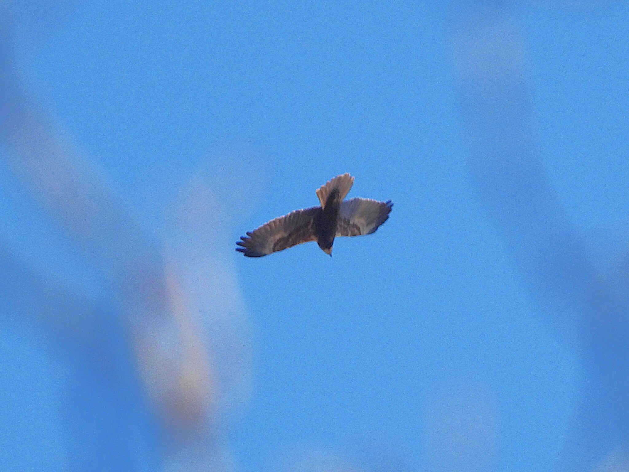 Western Marsh Harrier (Circus aeruginosus), photo 4