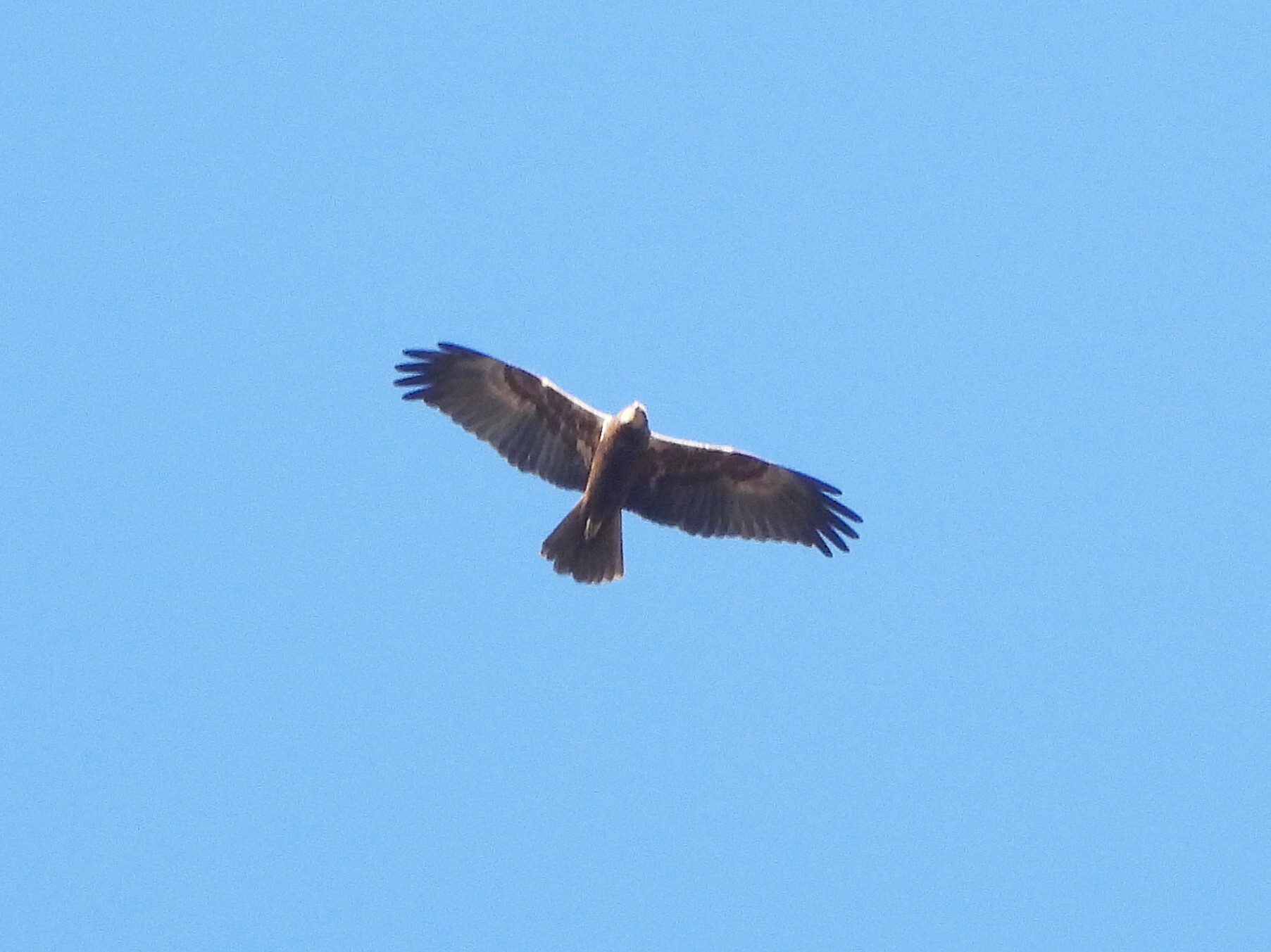 Western Marsh Harrier (Circus aeruginosus), photo 3