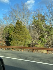 Juniperus virginiana virginiana