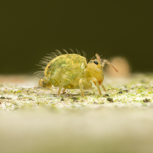 Lucerneflea, Dorset, UK, photo 10 of 10