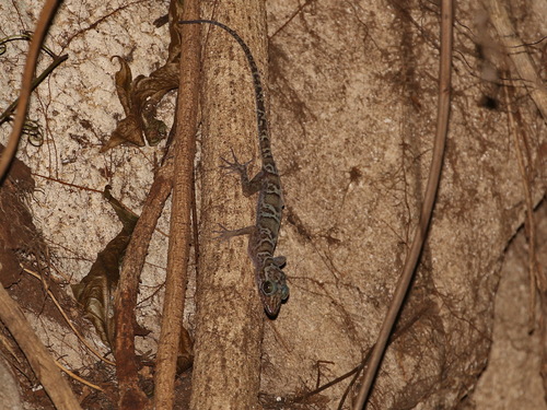 Sumontha's Gecko