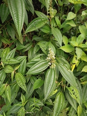 Miconia laevigata