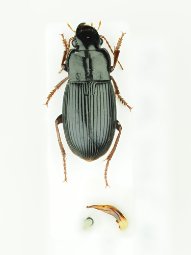Harpalus atratus