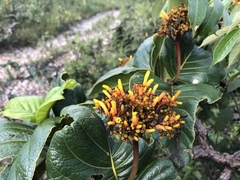 Palicourea rigida