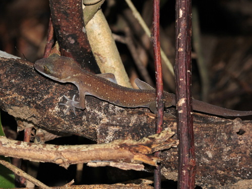 Surin Islands Bent-toed Gecko