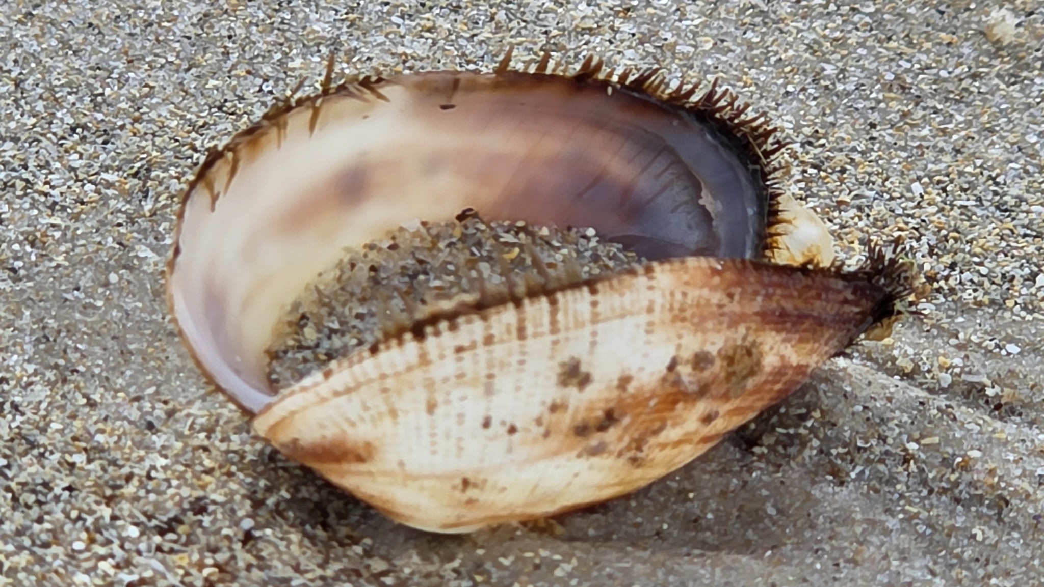 Barbatia (Acar) micronodosa