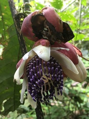 Passiflora riparia