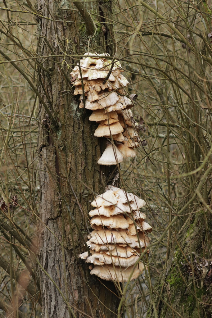 Laetiporus sulphureus · January 2026 · photo: © bjoerns (iNaturalist, cc-by)
