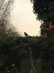 Turdus merula