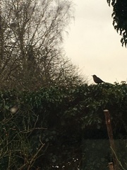Turdus merula