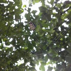 Gasteracantha cancriformis