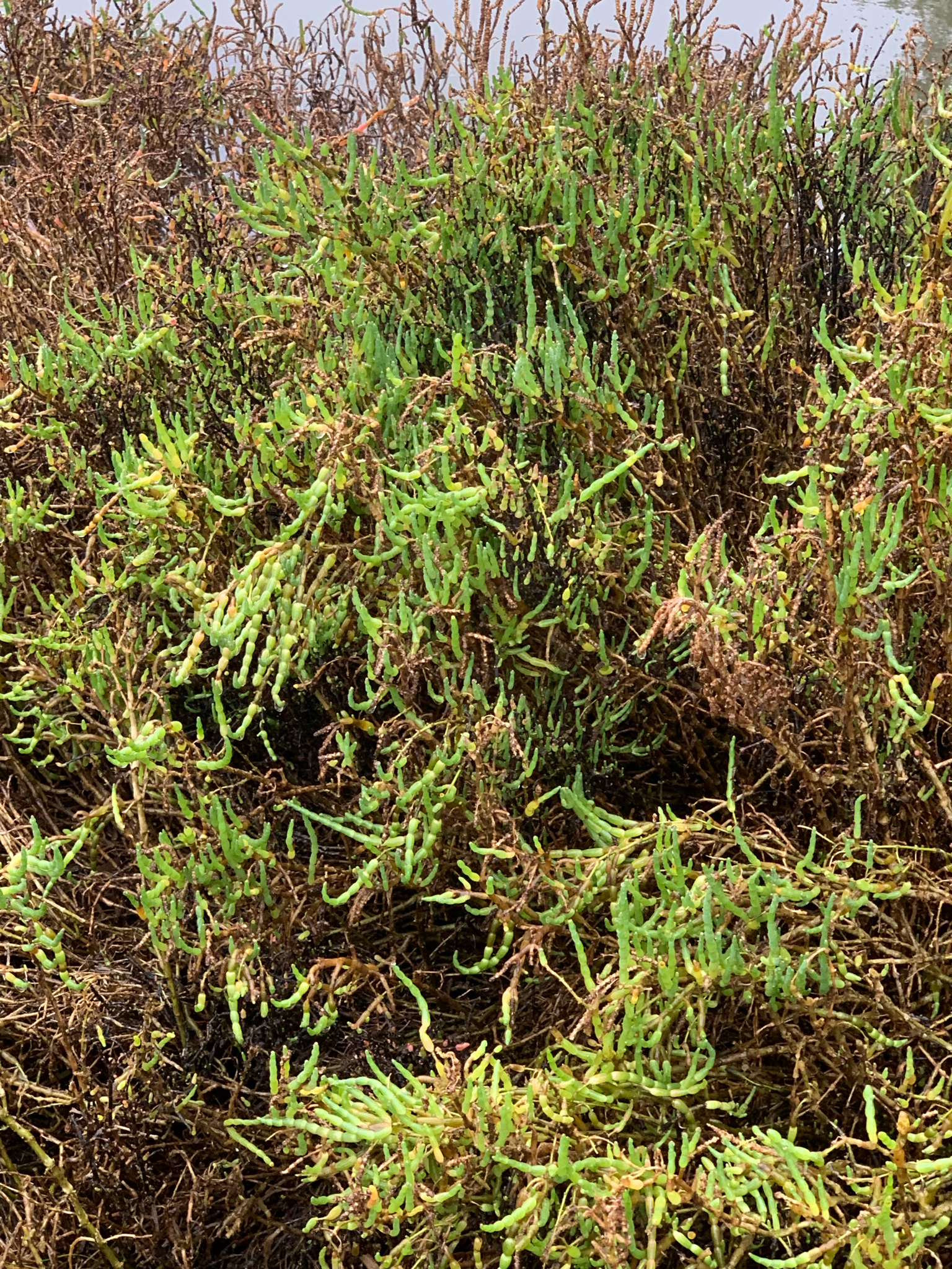 Pacific glasswort