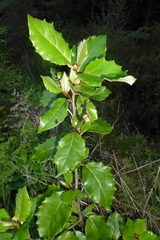 Olearia × macrodonta
