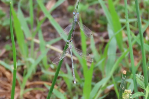 Pallid Spreadwing