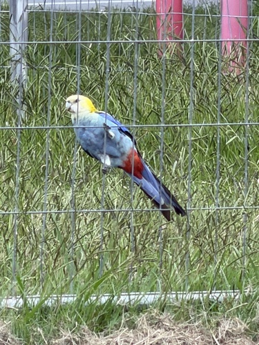 Pale-headed Rosella (Platycercus adscitus)
