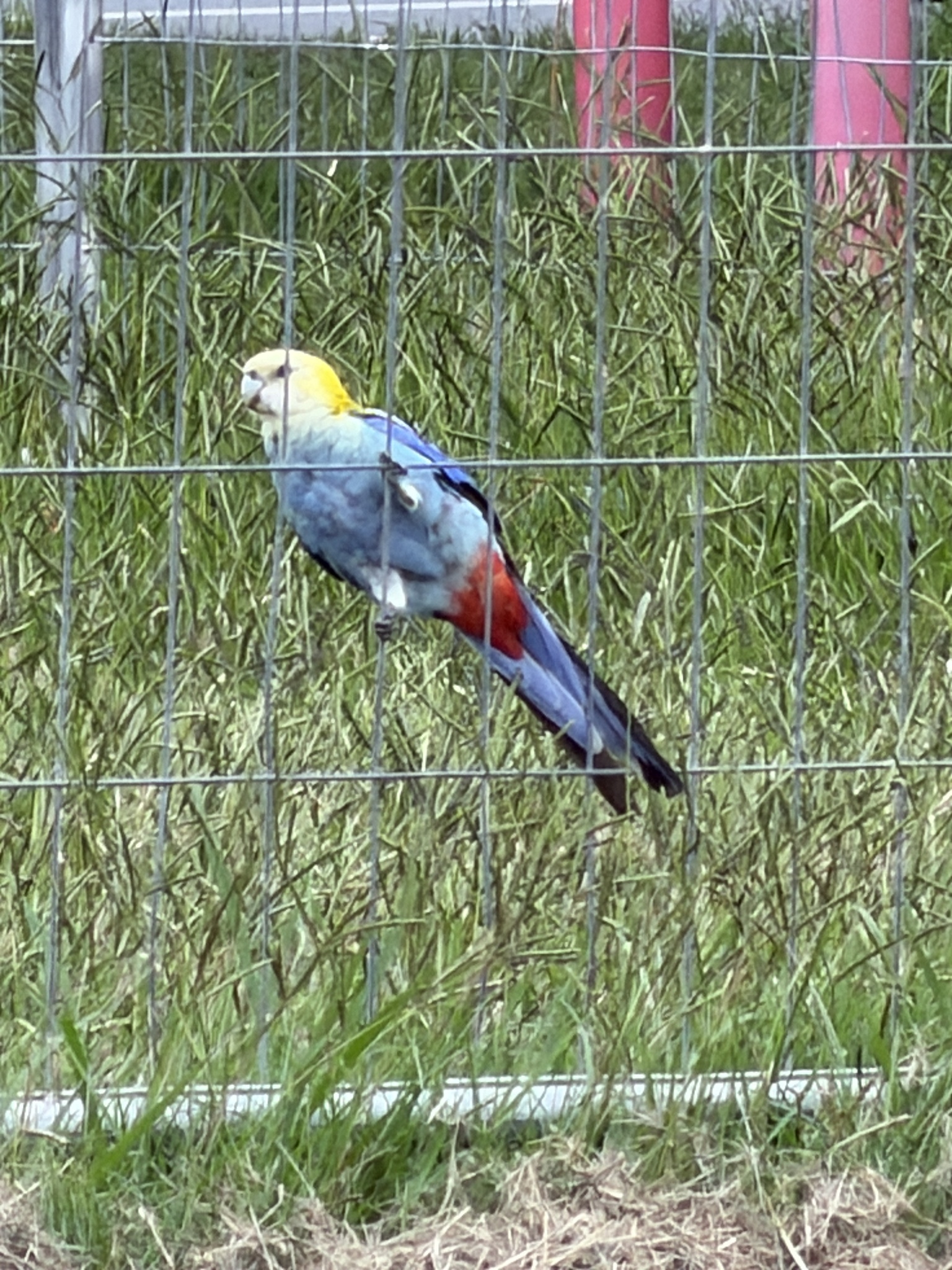 Pale-headed Rosella (Platycercus adscitus), photo 1