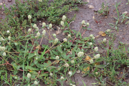 prostrate globe-amaranth
