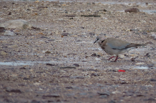 Cape Turtle Dove