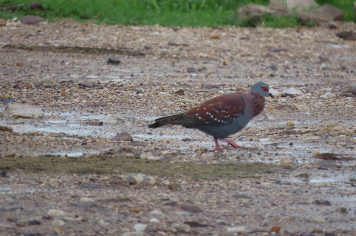 Speckled Pigeon
