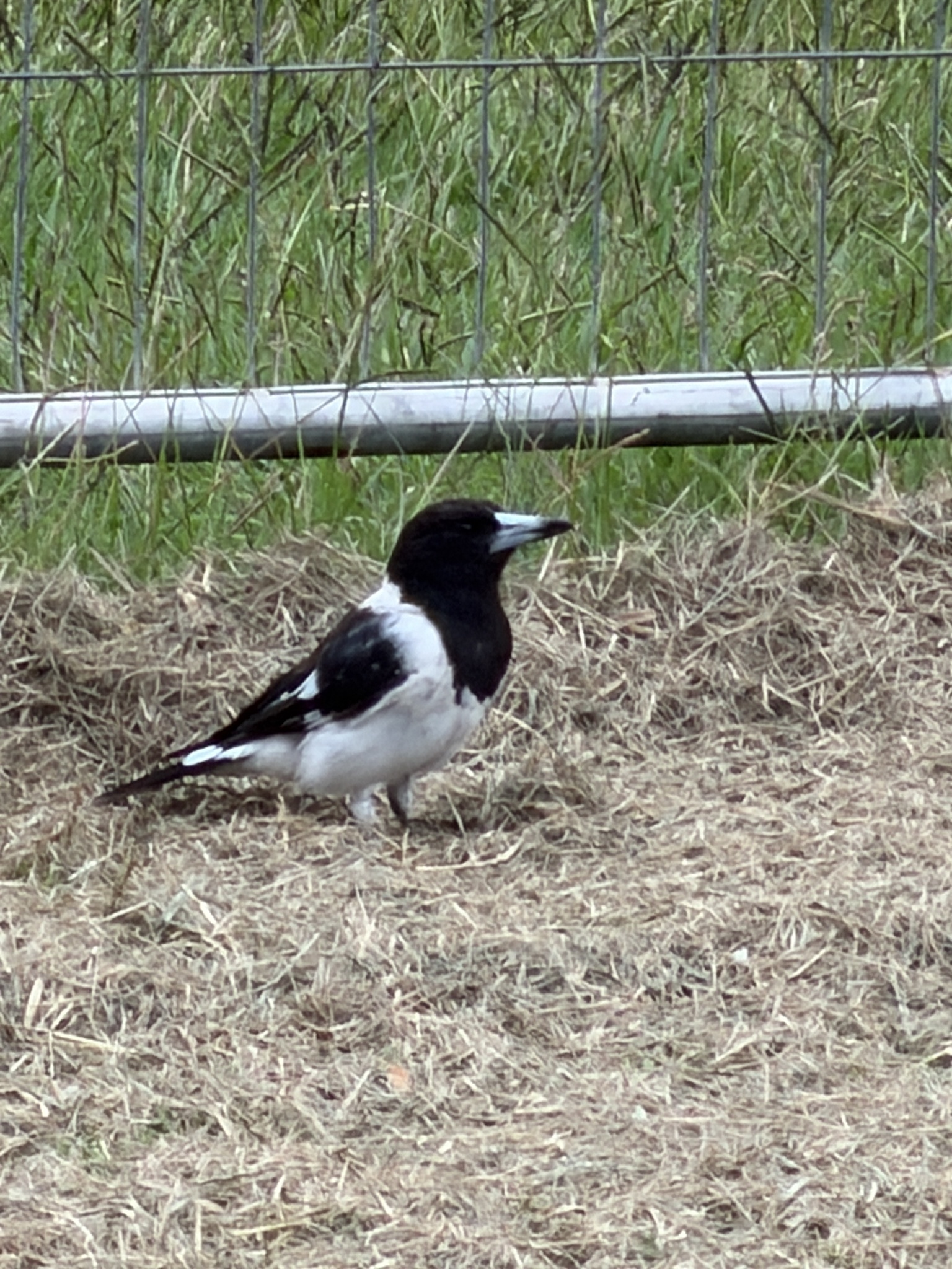 Pied Butcherbird (Cracticus nigrogularis), photo 1
