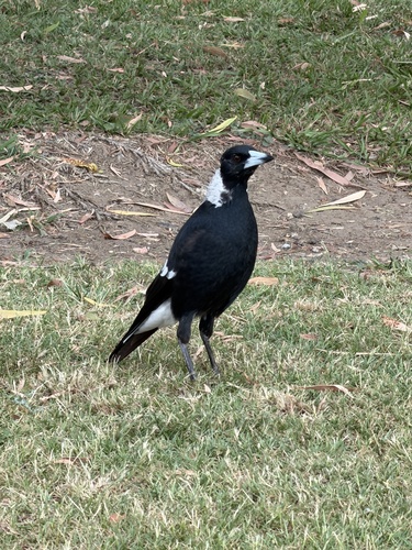 Australian Magpie (Gymnorhina tibicen), photo 1
