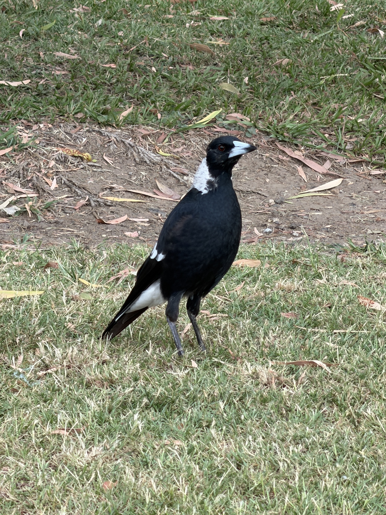 Australian Magpie (Gymnorhina tibicen), photo 1