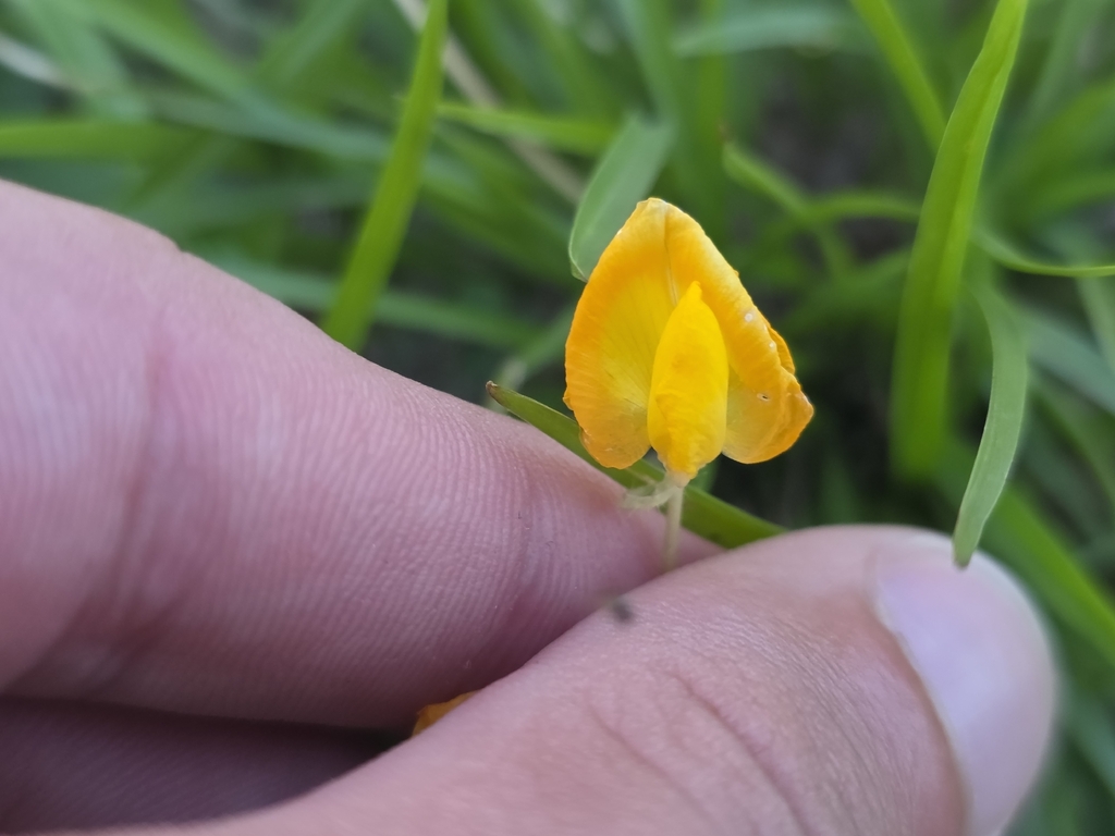 cỏ đậu phộng – Arachis pintoi