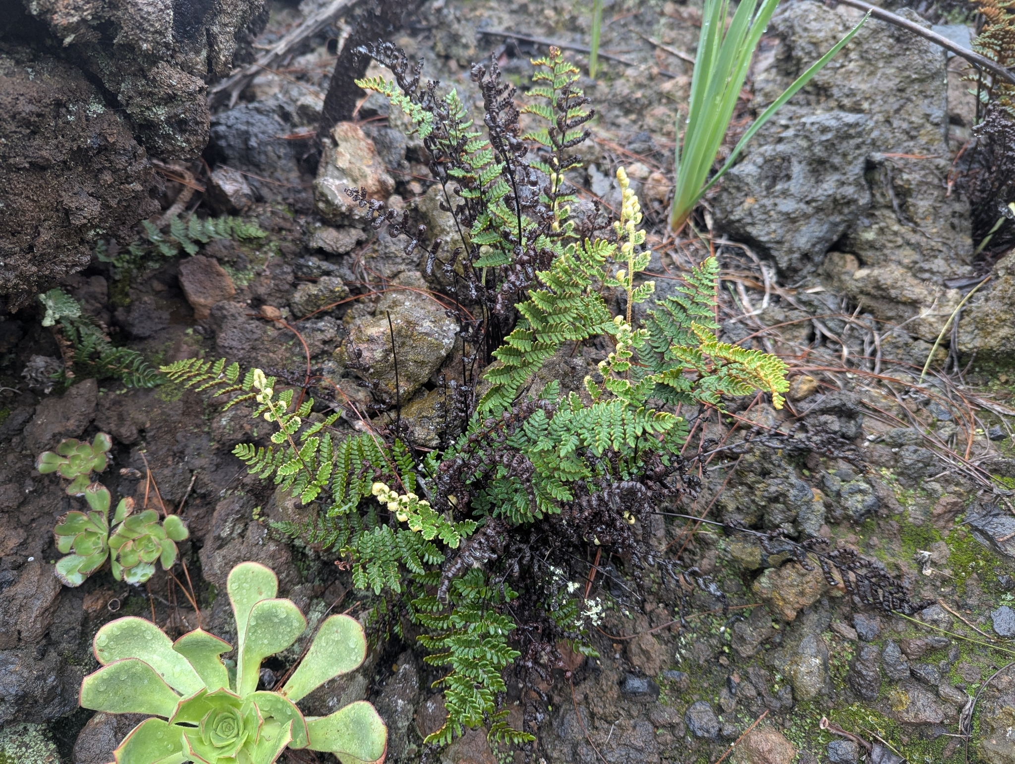 Paragymnopteris marantae