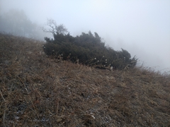 Juniperus pseudosabina