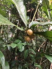 Cordia nodosa