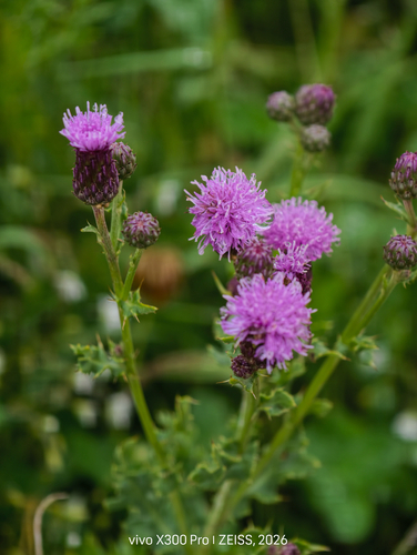 Foto de Cardo-canadense