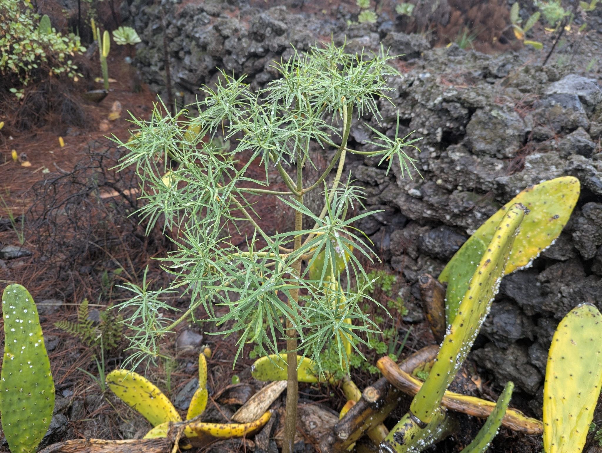 Euphorbia lamarckii
