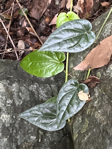 Foto de Desconhecido