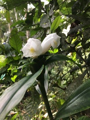 Costus arabicus