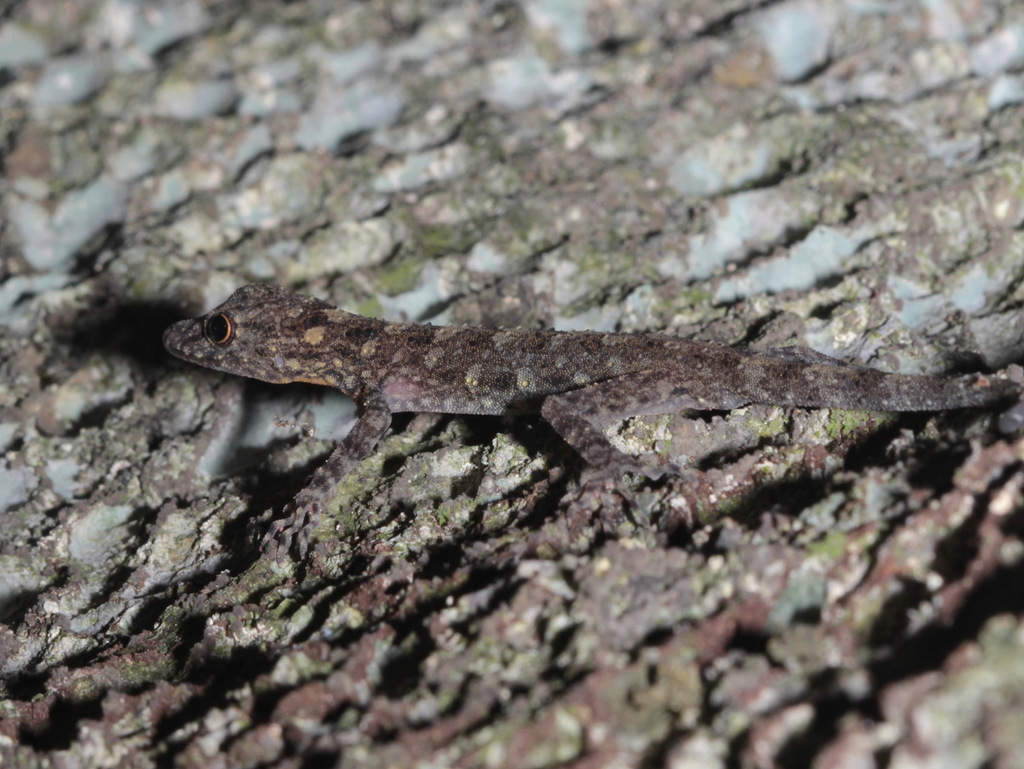 Tha Chana Rock Gecko